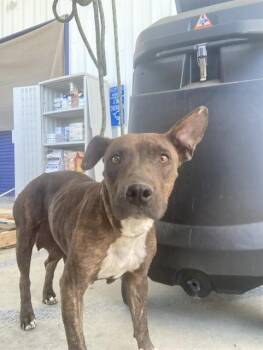 Pixie - URGENT -  Pit Bull Terrier Dog for Adoption in Thousand Oaks, California - Pixie - URGENT | PetCurious