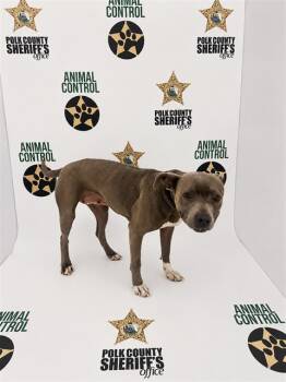 A1275955 -  American Bulldog and Mixed Breed Dog for Adoption in Winter Haven, Florida - A1275955 | PetCurious