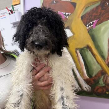 Rescue Poodle and Mixed Breed Dogs for Adoption in Northbrook, Illinois - Pooty Poo | PetCurious