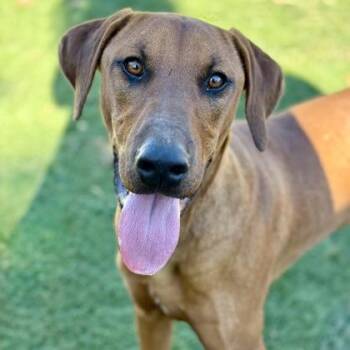 Rescue Vizsla Dogs for Adoption in Red Bluff, California - Miko | PetCurious