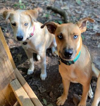 Labrador Retriever and Husky Dogs Available for Adoption in Gun Barrel City, Texas - Skye | PetCurious