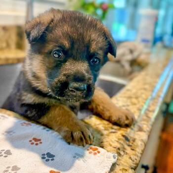 Lilly Pup 3 - Sonne -  German Shepherd Dog Dog for Adoption in Fairfax Station, Virginia - Lilly Pup 3 - Sonne | PetCurious