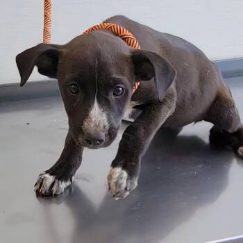 924 (2026) Cheeto -  Cattle Dog and Mixed Breed Dog for Adoption in Parker, Colorado - 924 (2026) Cheeto | PetCurious