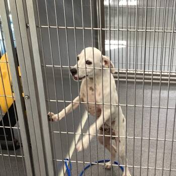 Billy Jack -  Terrier Dog for Adoption in Montgomery, Alabama - Billy Jack | PetCurious
