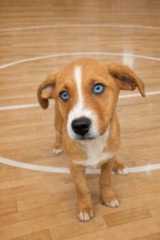 Mixed Breed Dogs Available for Adoption - Bracket | PetCurious