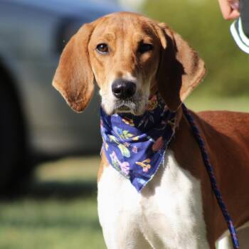 Raytheon -  Hound Dog for Adoption in Columbia, South Carolina - Raytheon | PetCurious