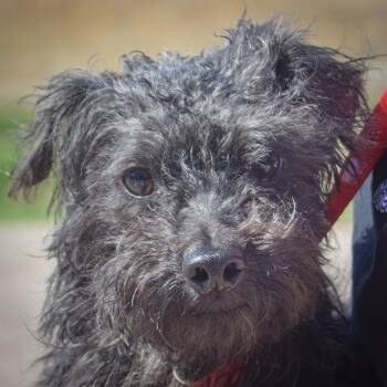 Yorkshire Terrier and Poodle Dogs Available for Adoption in Huntley, Illinois - Smitty | PetCurious