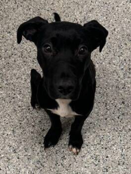 Mixed Breed Dogs Available for Adoption in Kansas City, Missouri - Butler | PetCurious