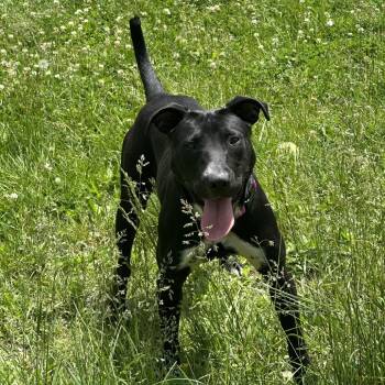 Maye -  Black Labrador Retriever and Mixed Breed Dog for Adoption in Binghamton, New York - Maye | PetCurious