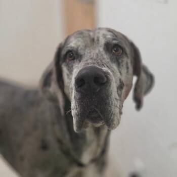 Herbert -  Mixed Breed Dog Available for Adoption in Charleston, West Virginia - Herbert | PetCurious