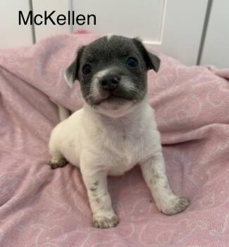 Terrier Dogs Available for Adoption in Seattle, Washington - McKellen | PetCurious