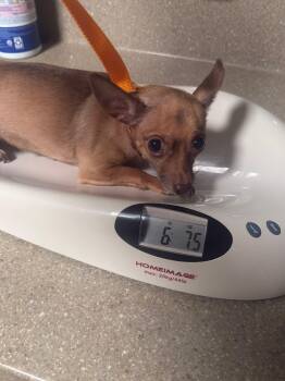 Chihuahua Dogs Available for Adoption in Visalia, California - Chihuahua | PetCurious