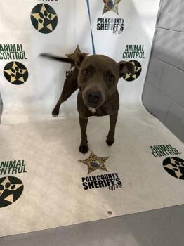 BABY -  American Bulldog and Mixed Breed Dog for Adoption in Winter Haven, Florida - BABY | PetCurious