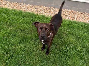 Lowkey -  Hound Dog for Adoption in Stratham, New Hampshire - Lowkey | PetCurious