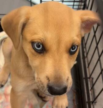 MYRA -  Shepherd and Australian Shepherd Dog for Adoption in Elizabethton, Tennessee - MYRA | PetCurious