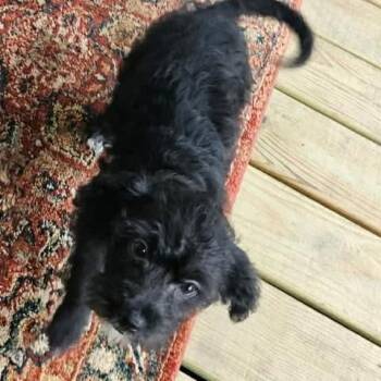Luna -  Miniature Schnauzer and Mixed Breed Dog for Adoption in Overland Park, Kansas - Luna | PetCurious