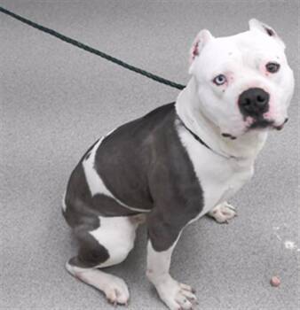American Bulldog and Mixed Breed Dogs Available for Adoption - ALLEN | PetCurious