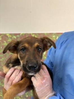 Scone -  Shepherd and Mixed Breed Dog for Adoption in San Antonio, Texas - Scone | PetCurious