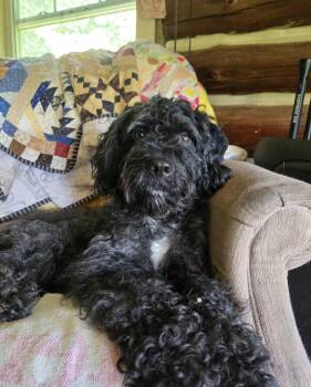 Buster -  Brittany Spaniel and Poodle Dog for Adoption in Friendship, New York - Buster | PetCurious