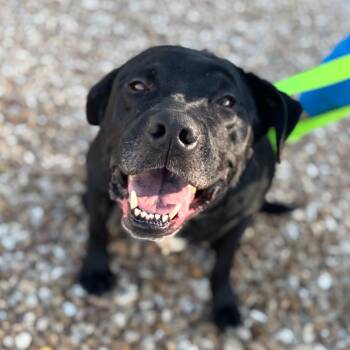 Rescue Labrador Retriever Dogs for Adoption in Springfield, Missouri - Athena | PetCurious