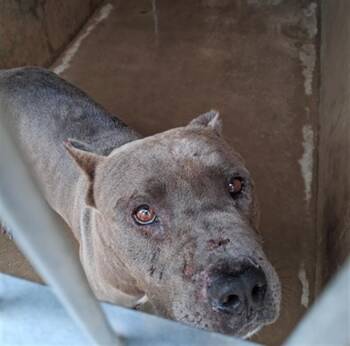 WALTER -  Pit Bull Terrier Dog for Adoption in Chula Vista, California - WALTER | PetCurious