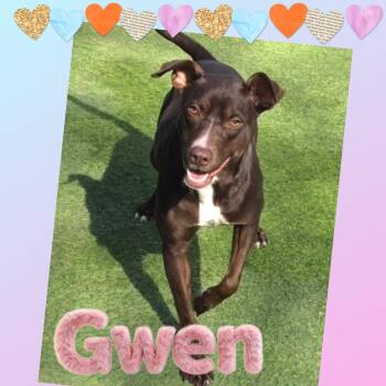 Gwen -  Chocolate Labrador Retriever and Labrador Retriever Dog for Adoption in Huntington, New York - Gwen | PetCurious
