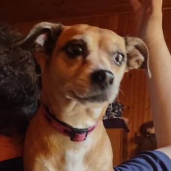 Chihuahua and Dachshund Dogs Available for Adoption in Richmond Hill, Ontario - Harley Quinn | PetCurious