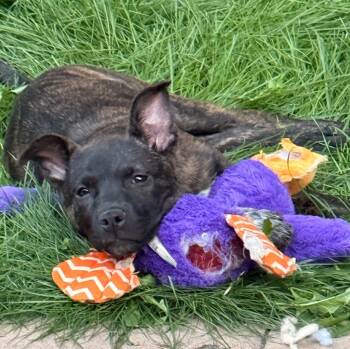 Astara -  Pit Bull Terrier and Cattle Dog Dog for Adoption in Fort Lupton, Colorado - Astara | PetCurious