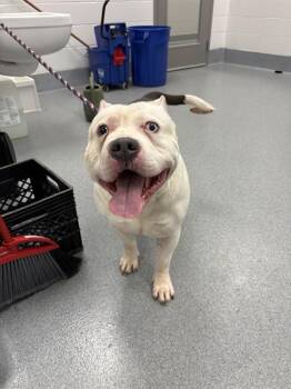 American Bulldog Dogs Available for Adoption in Indianapolis, Indiana - ROBBIE | PetCurious