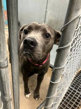Rescue Labrador Retriever and American Staffordshire Terrier Dogs for Adoption in Hot Springs, Arkansas - Lucy | PetCurious