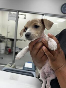 Mixed Breed Dogs Available for Adoption in Thousand Oaks, California - Valle | PetCurious