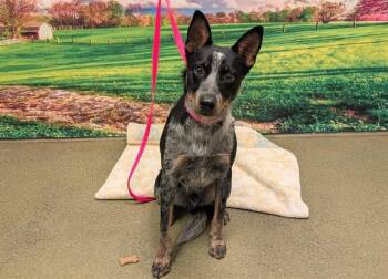SAVE ME PLEASE Angel - IDA552104 -  Australian Cattle Dog Blue Heeler Dog for Adoption in San Marcos, California - SAVE ME PLEASE Angel - IDA552104 | PetCurious