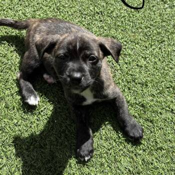 Shepherd Dogs Available for Adoption in Loxahatchee Groves, Florida - Mustang 0671 | PetCurious