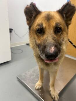 Dewey -  German Shepherd Dog Dog for Adoption in Hartsville, South Carolina - Dewey | PetCurious