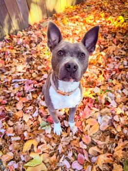 Ember -  Pit Bull Terrier Dog for Adoption in La Center, Washington - Ember | PetCurious