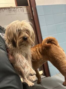Rescue Wirehaired Terrier and Mixed Breed Dogs for Adoption in Rock Springs, Wyoming - Buddy | PetCurious