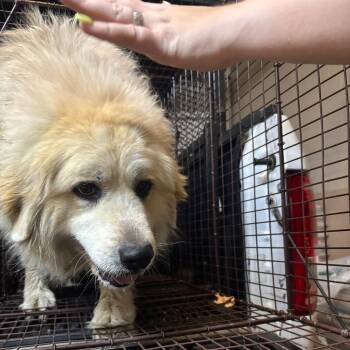 Mixed Breed Dogs Available for Adoption in Gadsden, Alabama - Paden | PetCurious