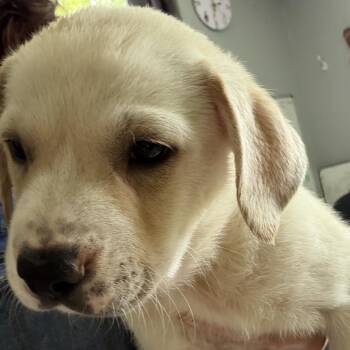 Queen Elizabeth pup 4 -  Labrador Retriever and Mixed Breed Dog for Adoption in Austin, Texas - Queen Elizabeth Pup 4 | PetCurious