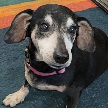 Mark -  Dachshund Dog for Adoption in Baldwin, Maryland - Mark | PetCurious