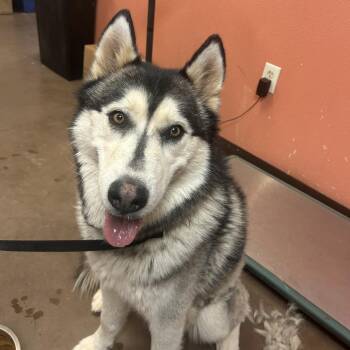Atlas -  Husky Dog for Adoption in Flagstaff, Arizona - Atlas | PetCurious