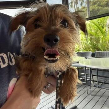 Lincoln -  Yorkshire Terrier Dog for Adoption in Lehigh Acres, Florida - Lincoln | PetCurious