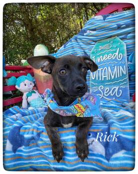 Chiweenie Dogs Available for Adoption in Sebring, Florida - Rick | PetCurious