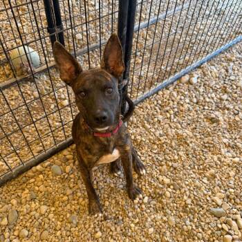 Starscream -  Terrier Dog for Adoption in Sterling Heights, Michigan - Starscream | PetCurious