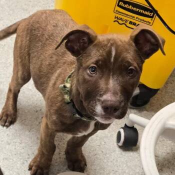 Latte -  Mixed Breed Dog for Adoption in Fort Bragg, California - Latte | PetCurious