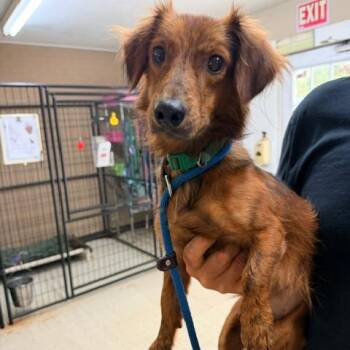 Freddy -  Dachshund Dog for Adoption in Denison, Texas - Freddy | PetCurious