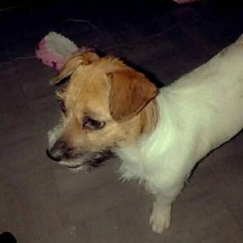 Jack Russell Terrier Dogs Available for Adoption in Park Row, Texas - Lucky | PetCurious