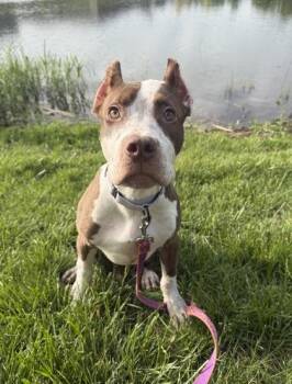 Valley -  Pit Bull Terrier and Mixed Breed Dog for Adoption in Kansas City, Missouri - Valley | PetCurious