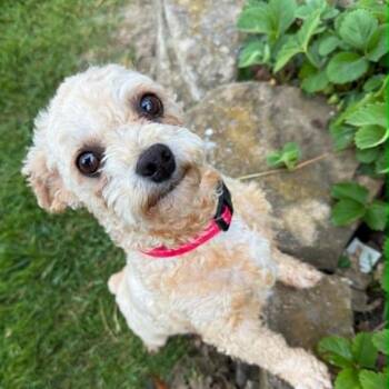 Ted -  Miniature Poodle Dog for Adoption in Overland Park, Kansas - Ted | PetCurious