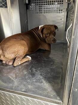JARED -  Pit Bull Terrier Dog for Adoption in Dallas, Texas - JARED | PetCurious