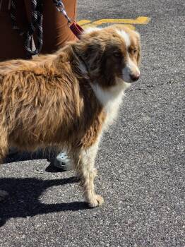 Australian Shepherd Dogs Available for Adoption in Aurora, Indiana - Miss Penny | PetCurious